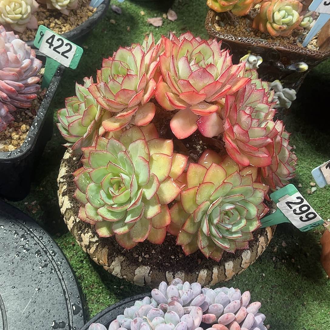 宽***号牡丹亭多肉植物保护299
