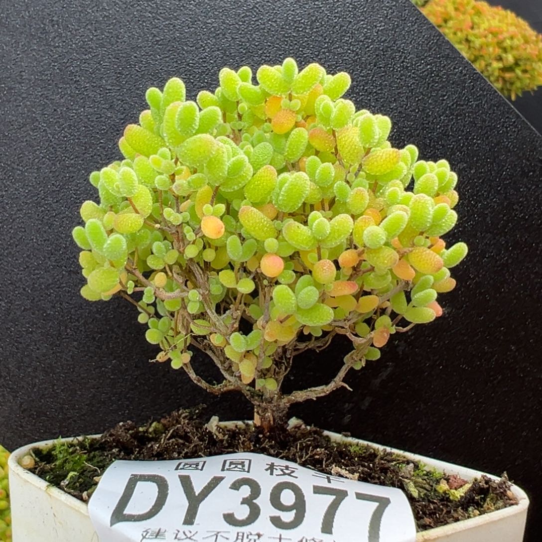 dy3977直杆棒棒糖蜜橘糖球冠幅5.5cm