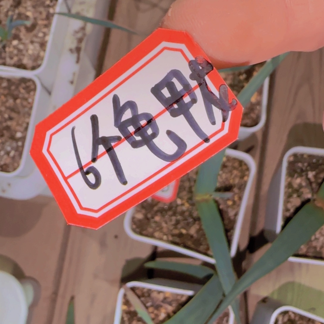 小***子块根植物块根植物