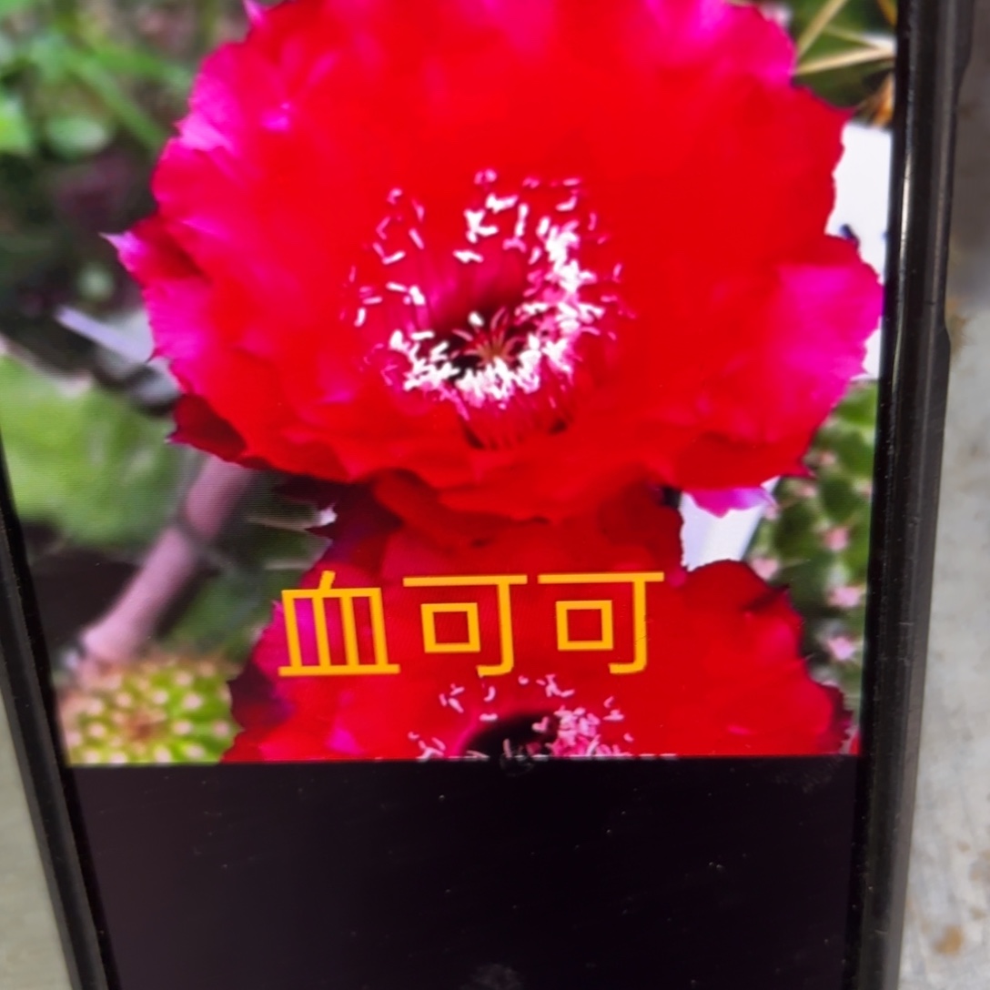 血可可彩侧牙20包邮仙人球31