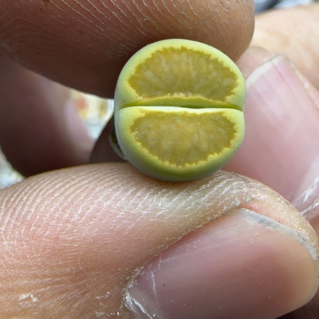 048 生石花大棚直播