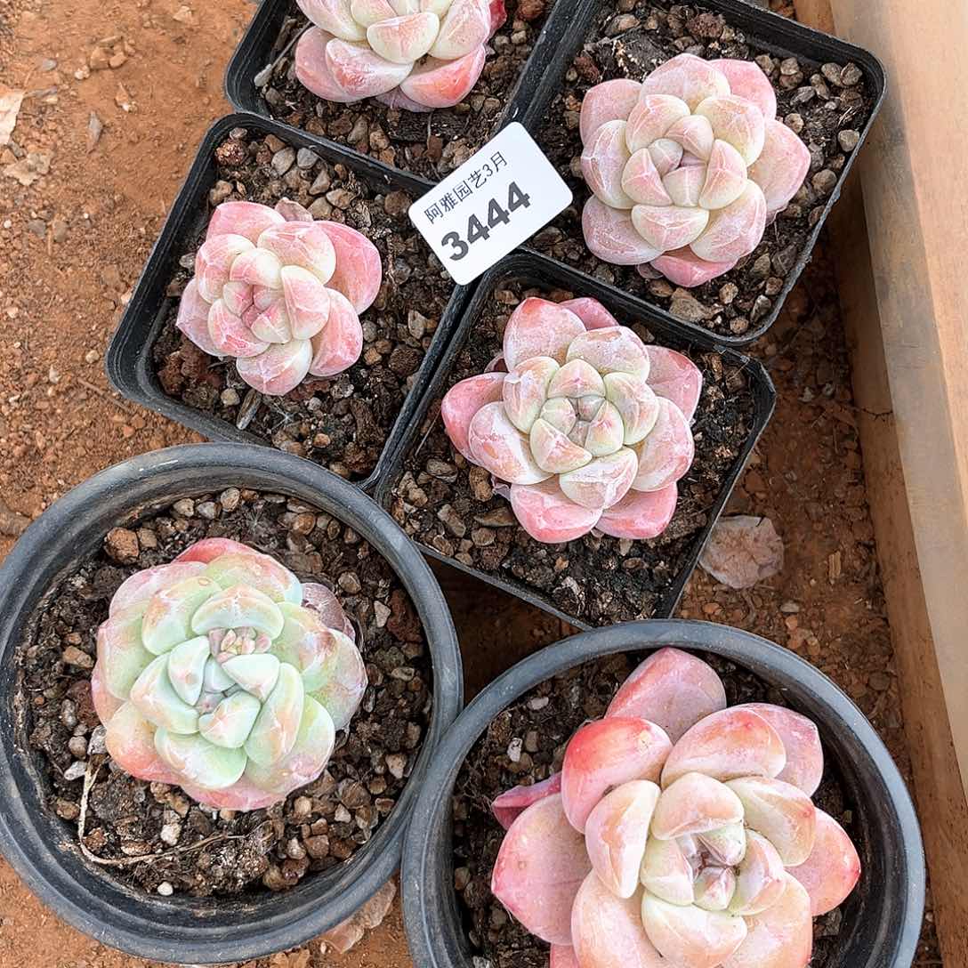 阿雅园艺。    3444