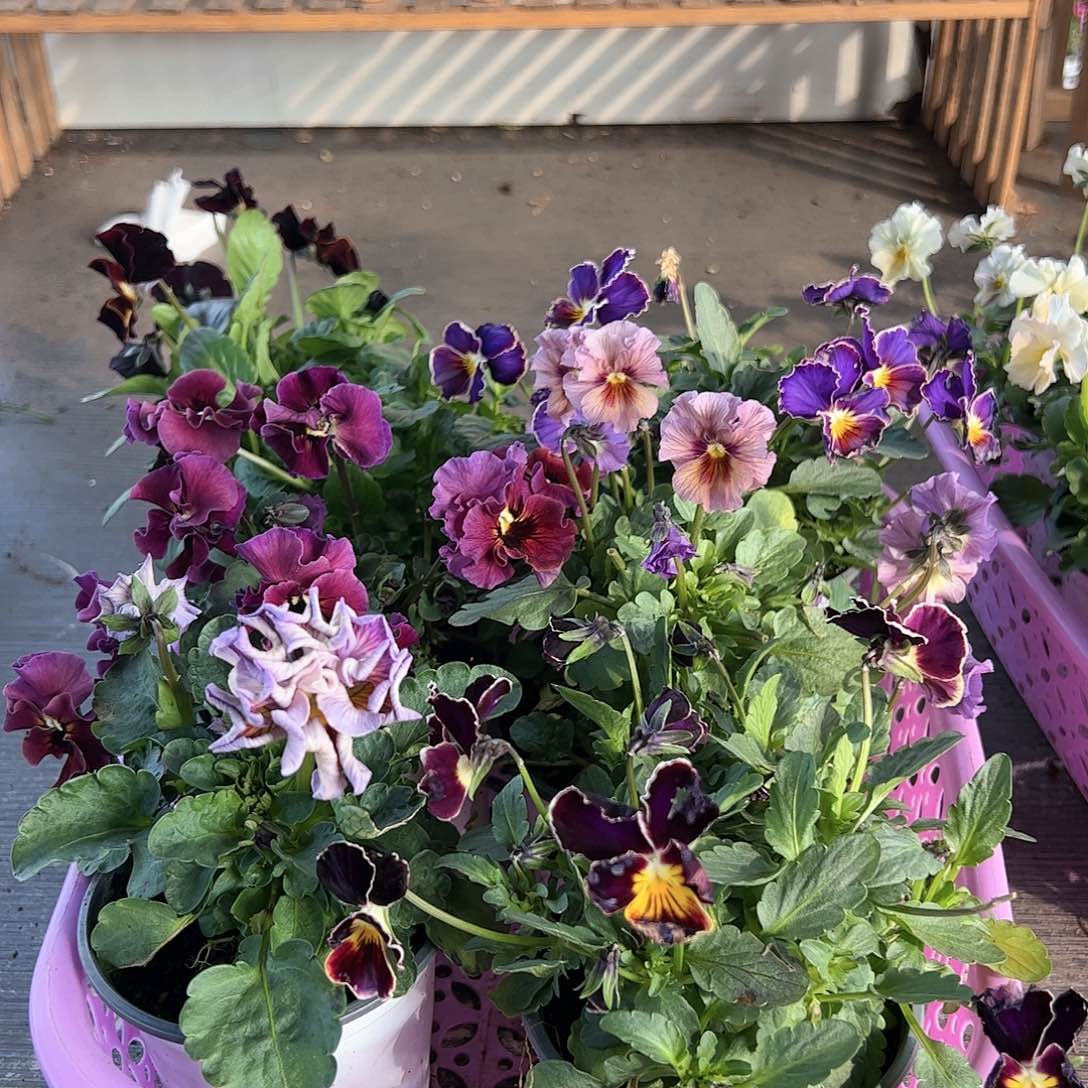 【闪购商品】115号