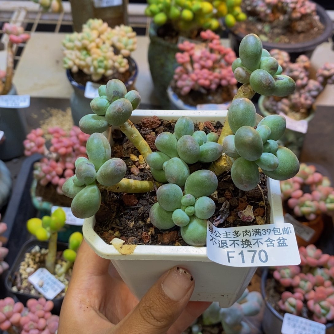 170苹果奶多肉7c m