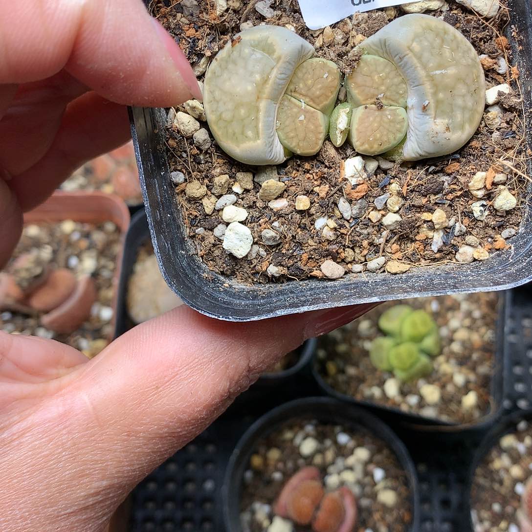 B59多肉植物保护研究所