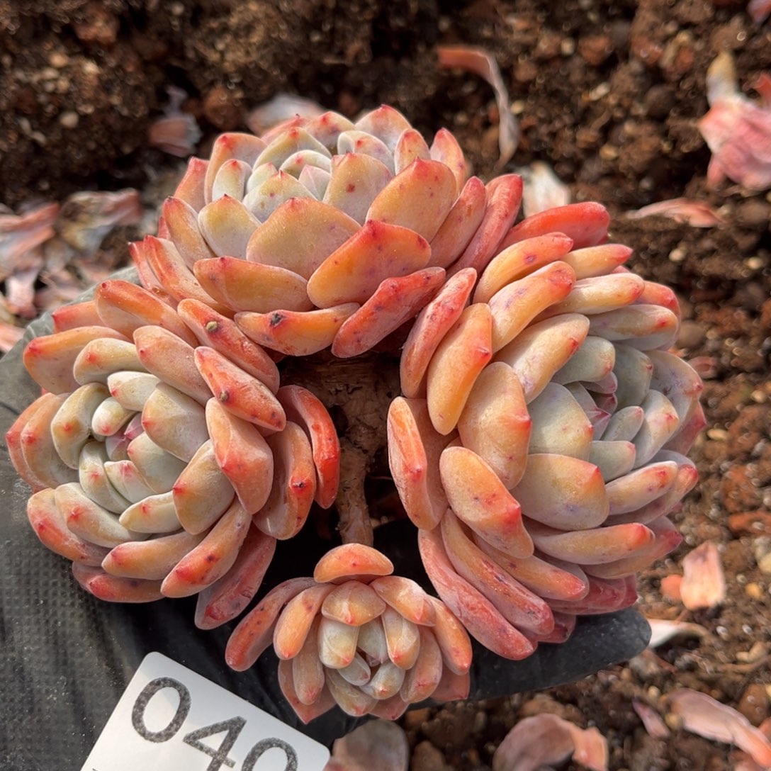 040号新疆西藏内蒙古不包邮