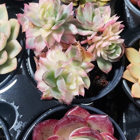 蝴蝶仙子锦78一盆888888