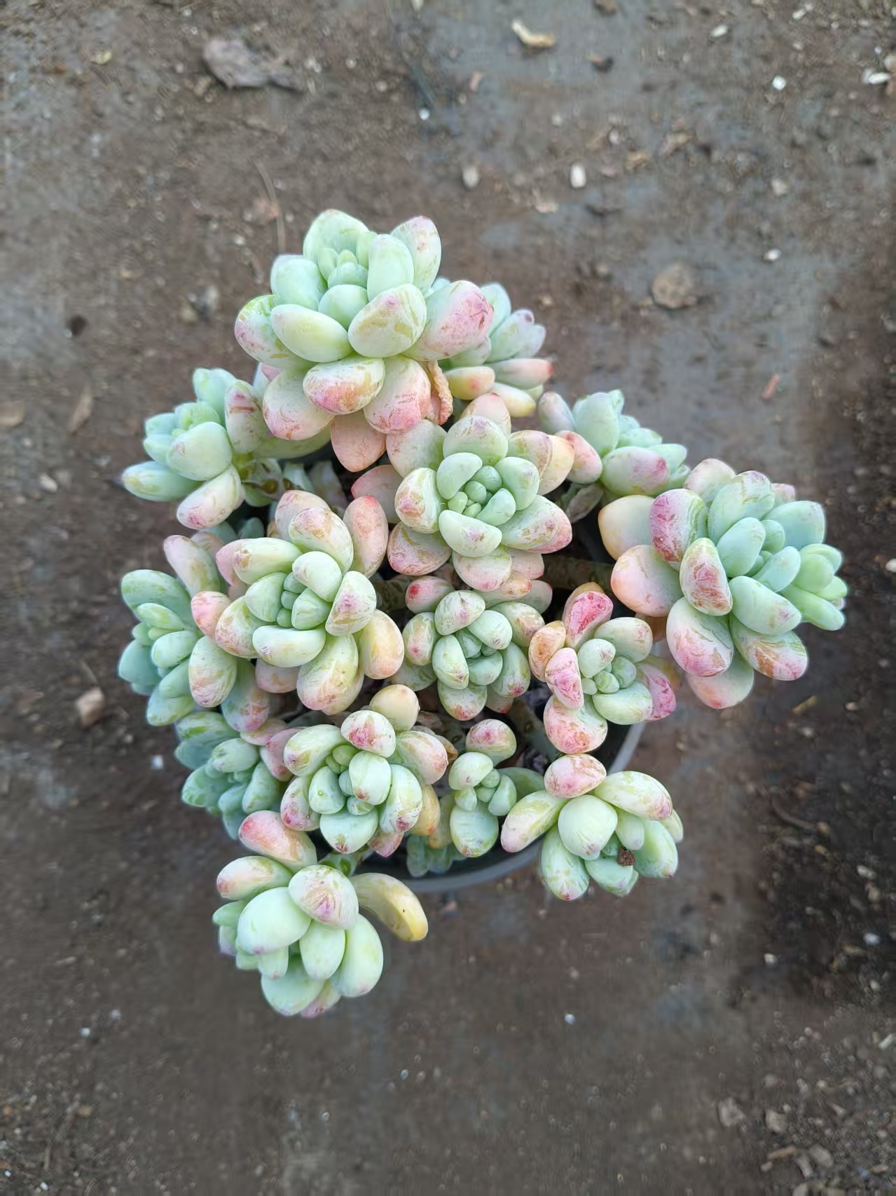 劳尔多肉植物好养可净化空气适合室内阳台种植