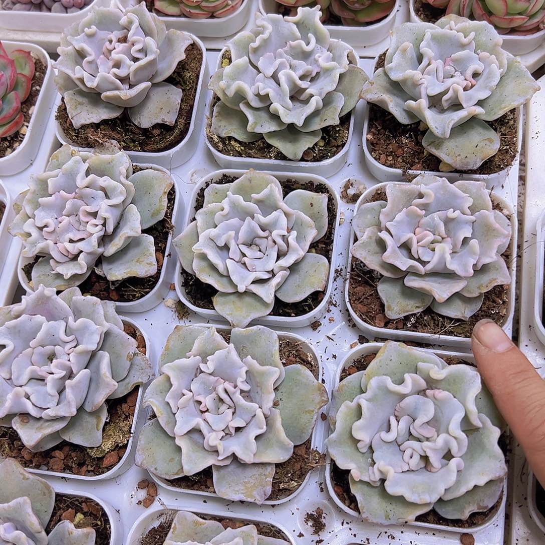 巴雷舞者19包邮多肉