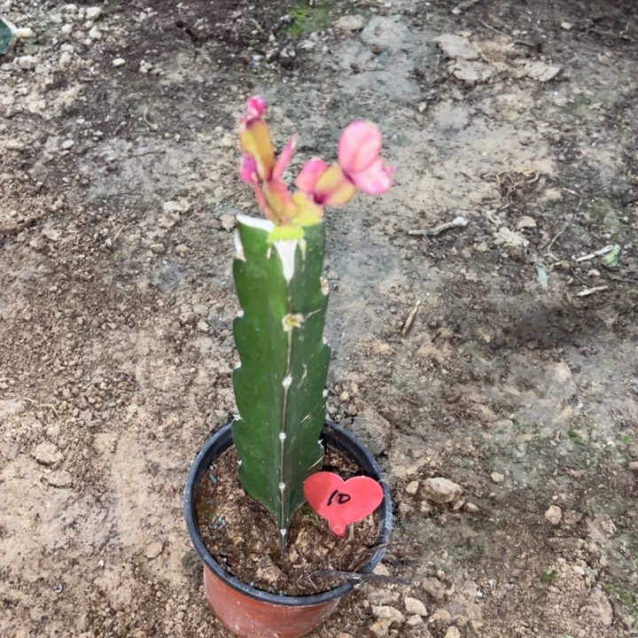随***英当前无花栽培后可以开花037  10