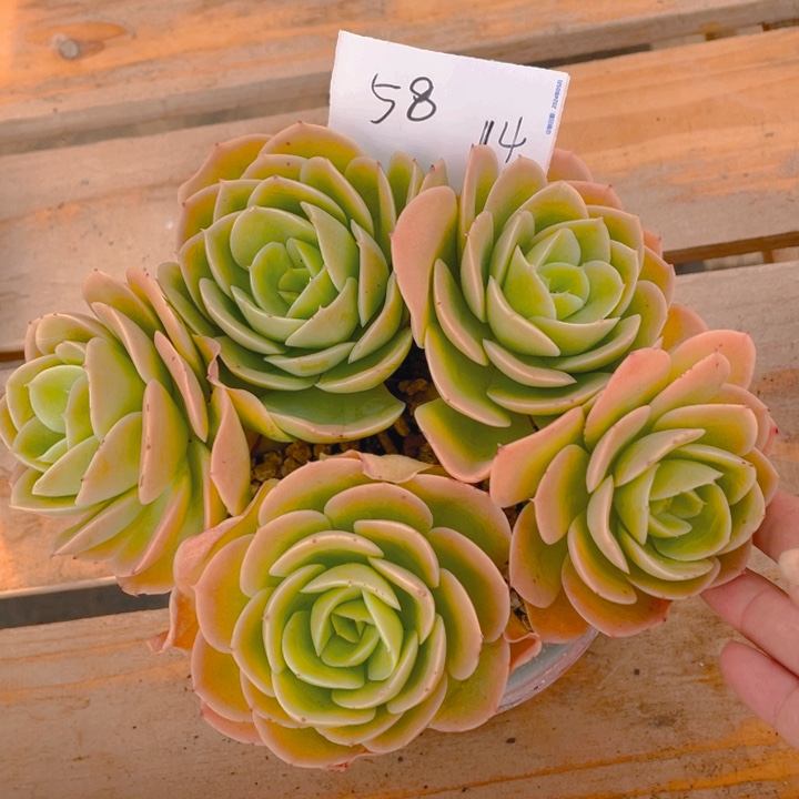 谢谢你的支持000058