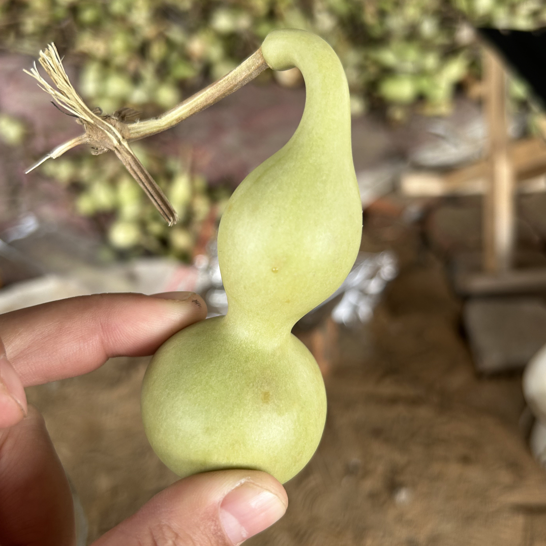 【自选葫芦】天津嘴葫芦本捻葫芦 看好下单