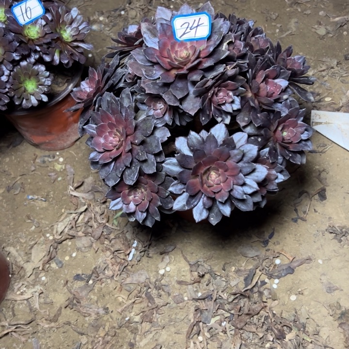 多肉植物男爵法师24