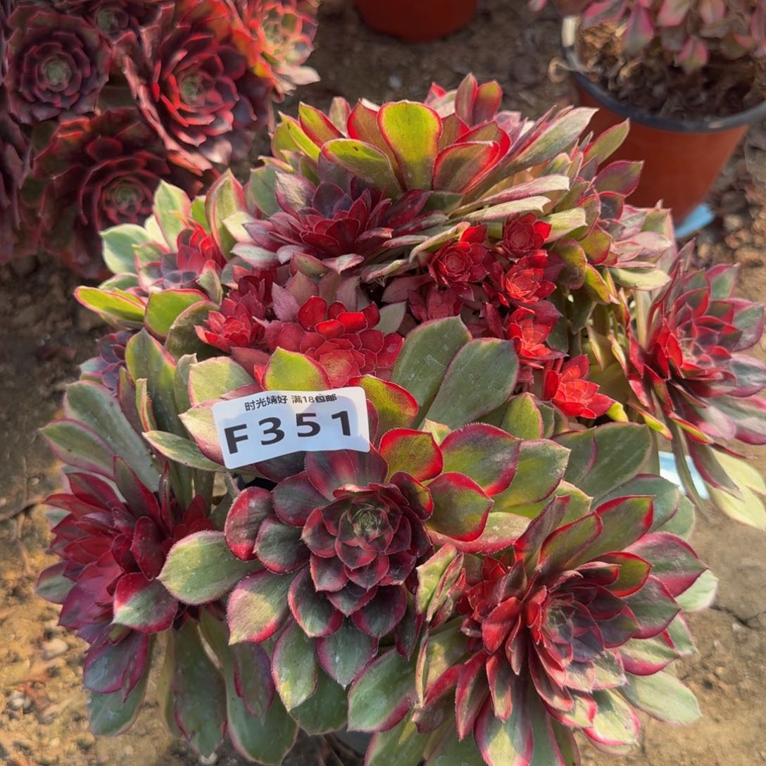 351克拉恋人。多肉植物