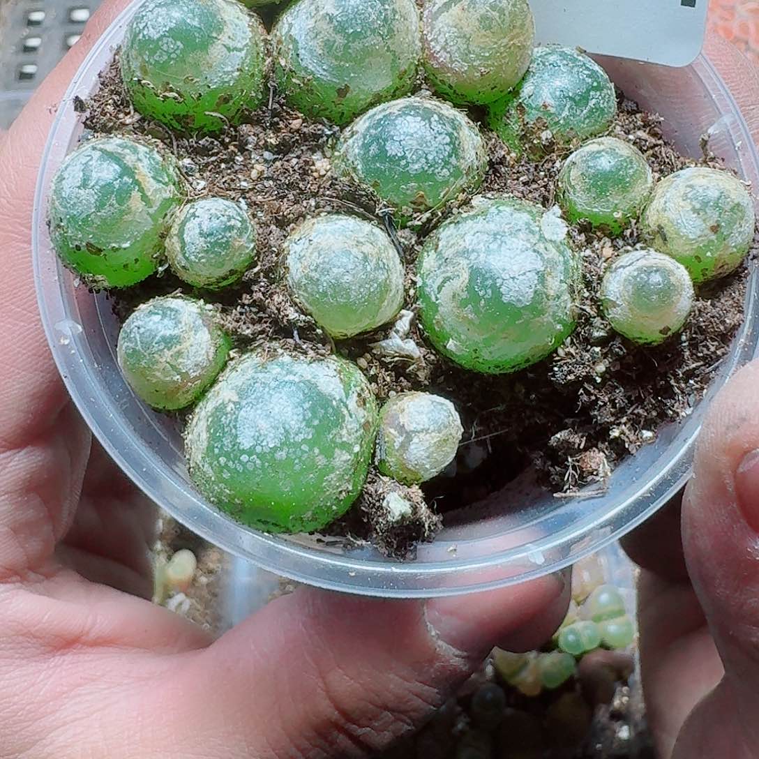 244 多植物多肉植物