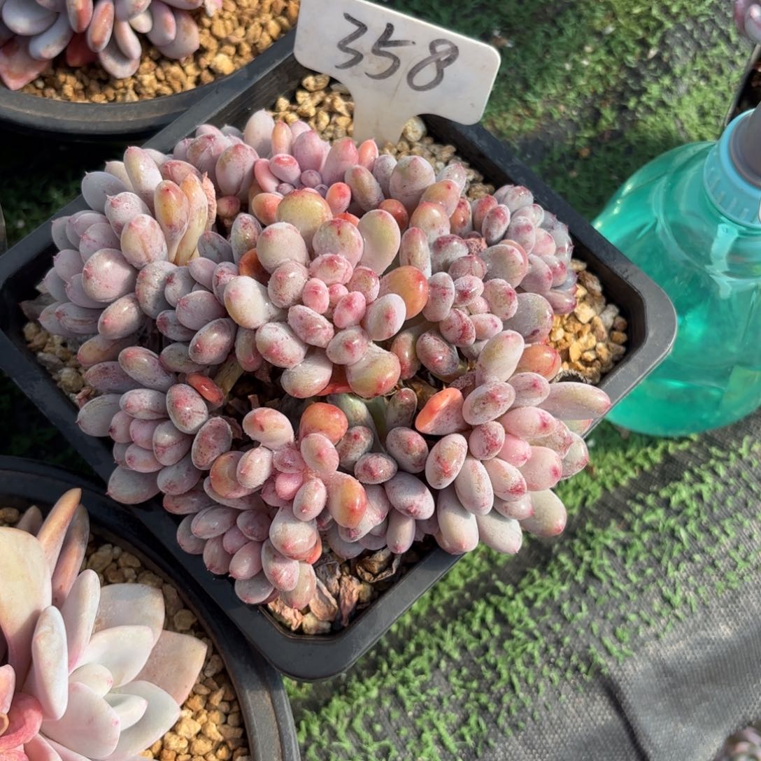 淡***358ghhjjjnnnnnmmnn多肉