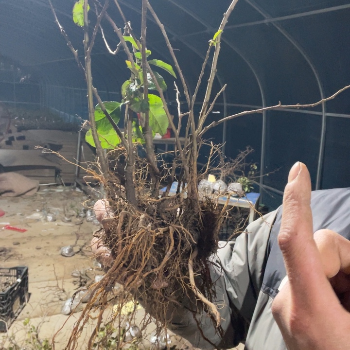 无花朵花天女海棠花一颗