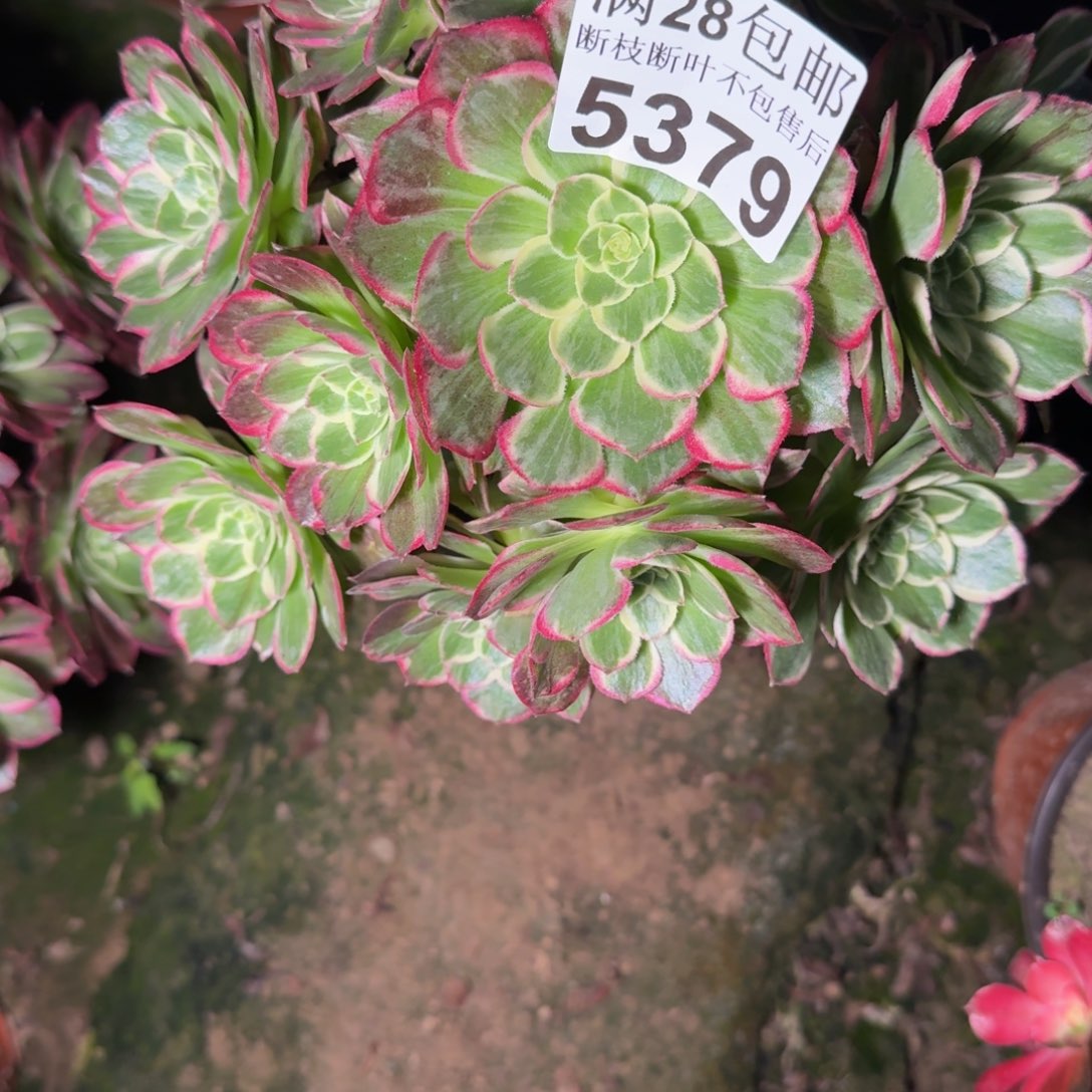 5379水蜜桃不包断枝
