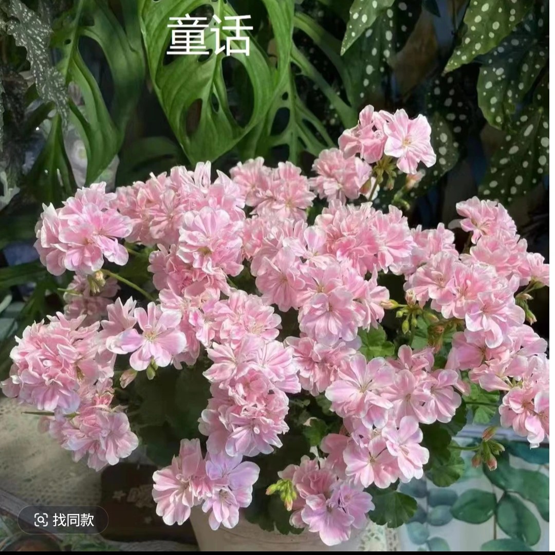 【童话故事】天竺葵新品种矮株花大花量爆花机器低于零下2度拍保温