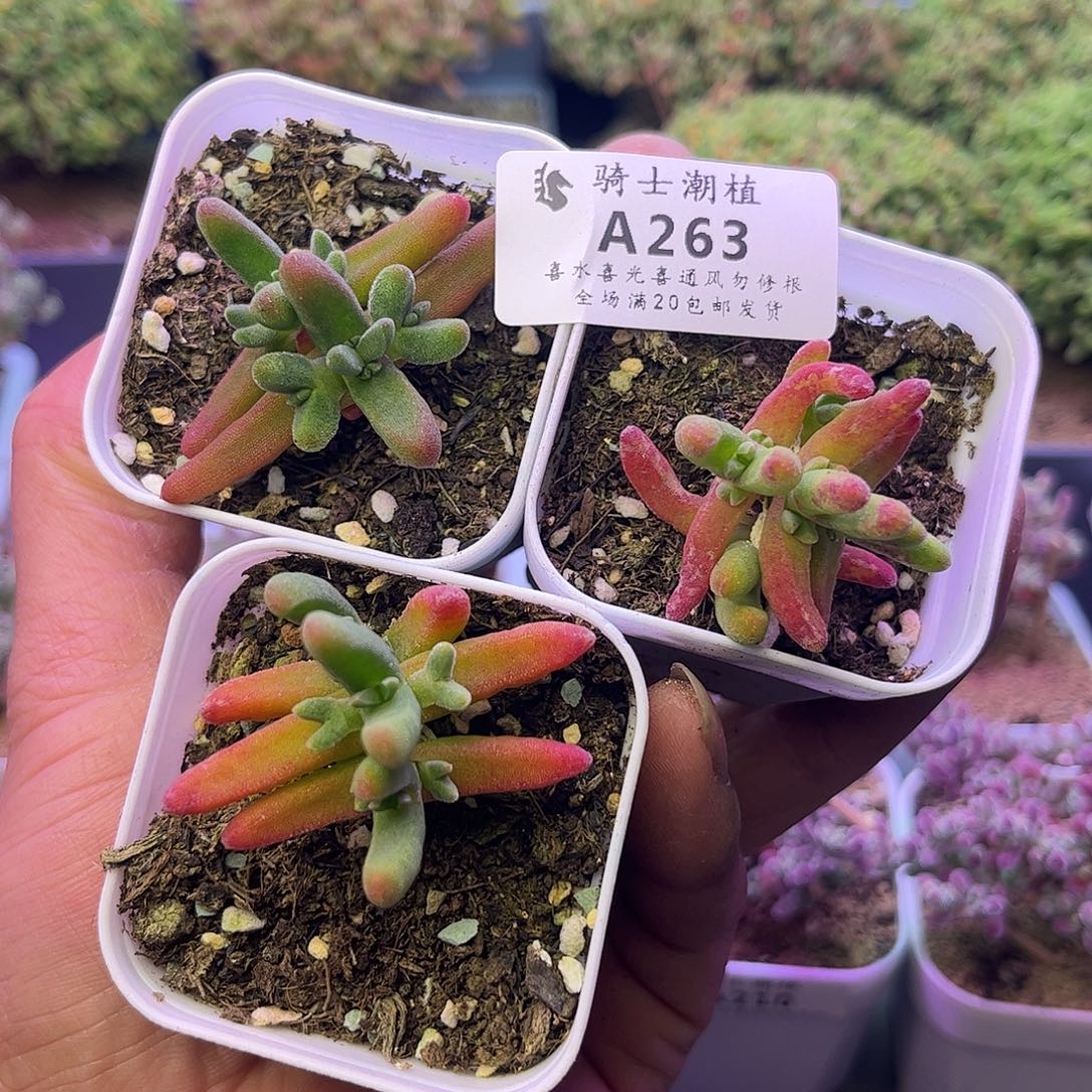 263套餐3颗枝干番杏