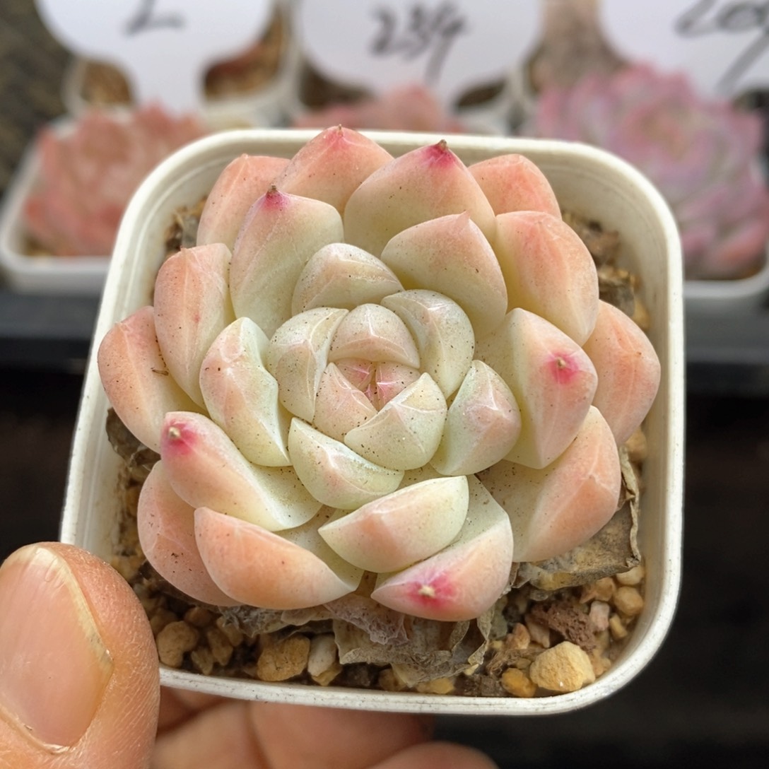 精品多肉一物一拍15