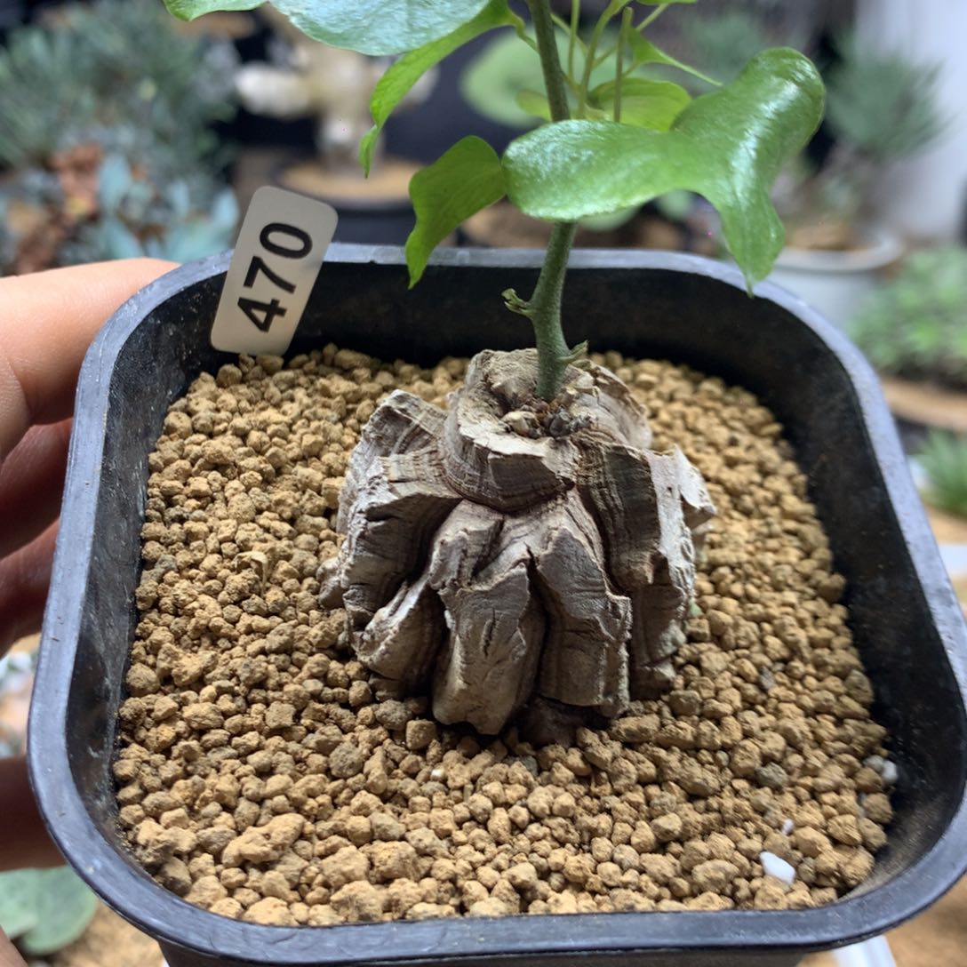 福利南非龟甲龙带盆发货470