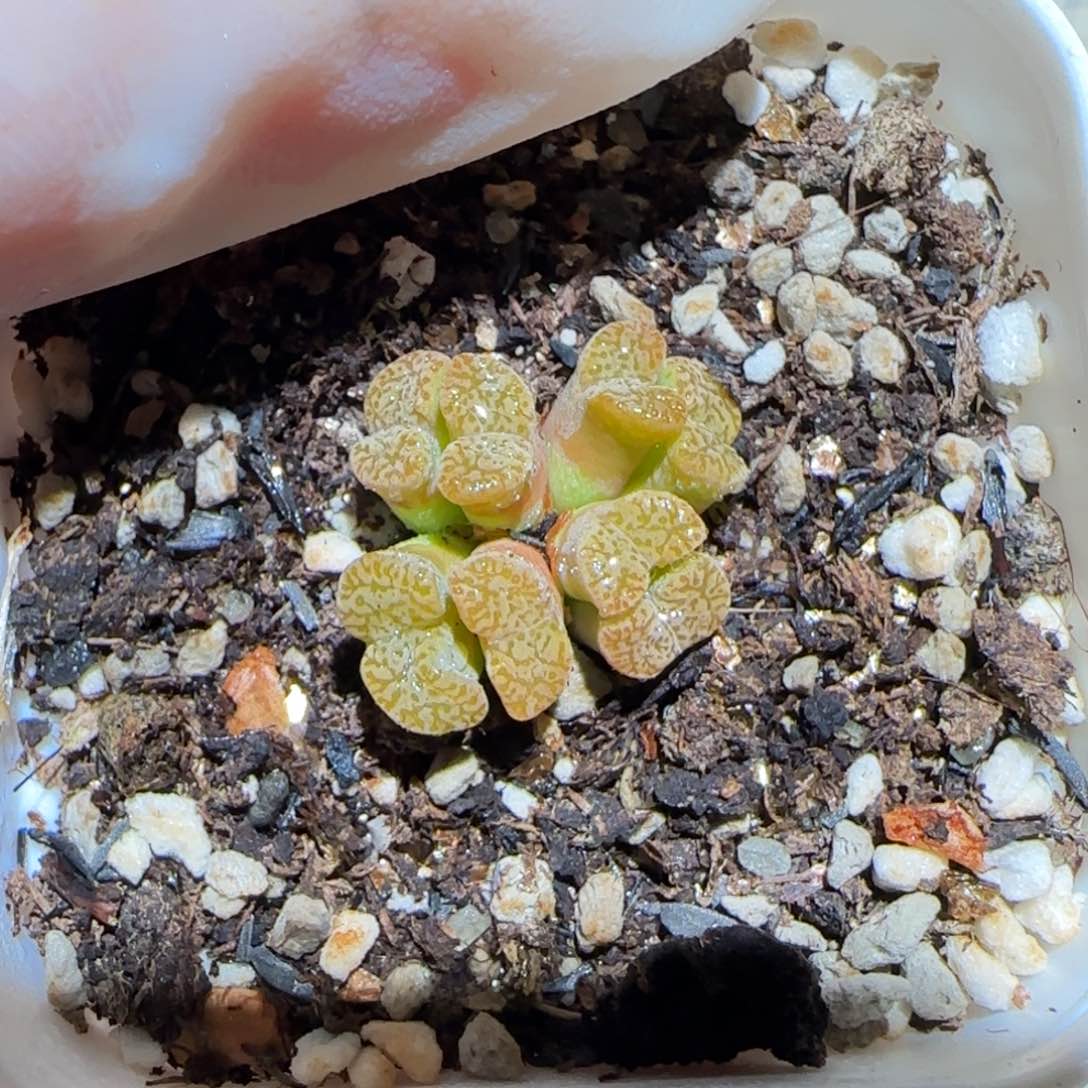 肉锥多肉植物百科-优选鸟哈尼604