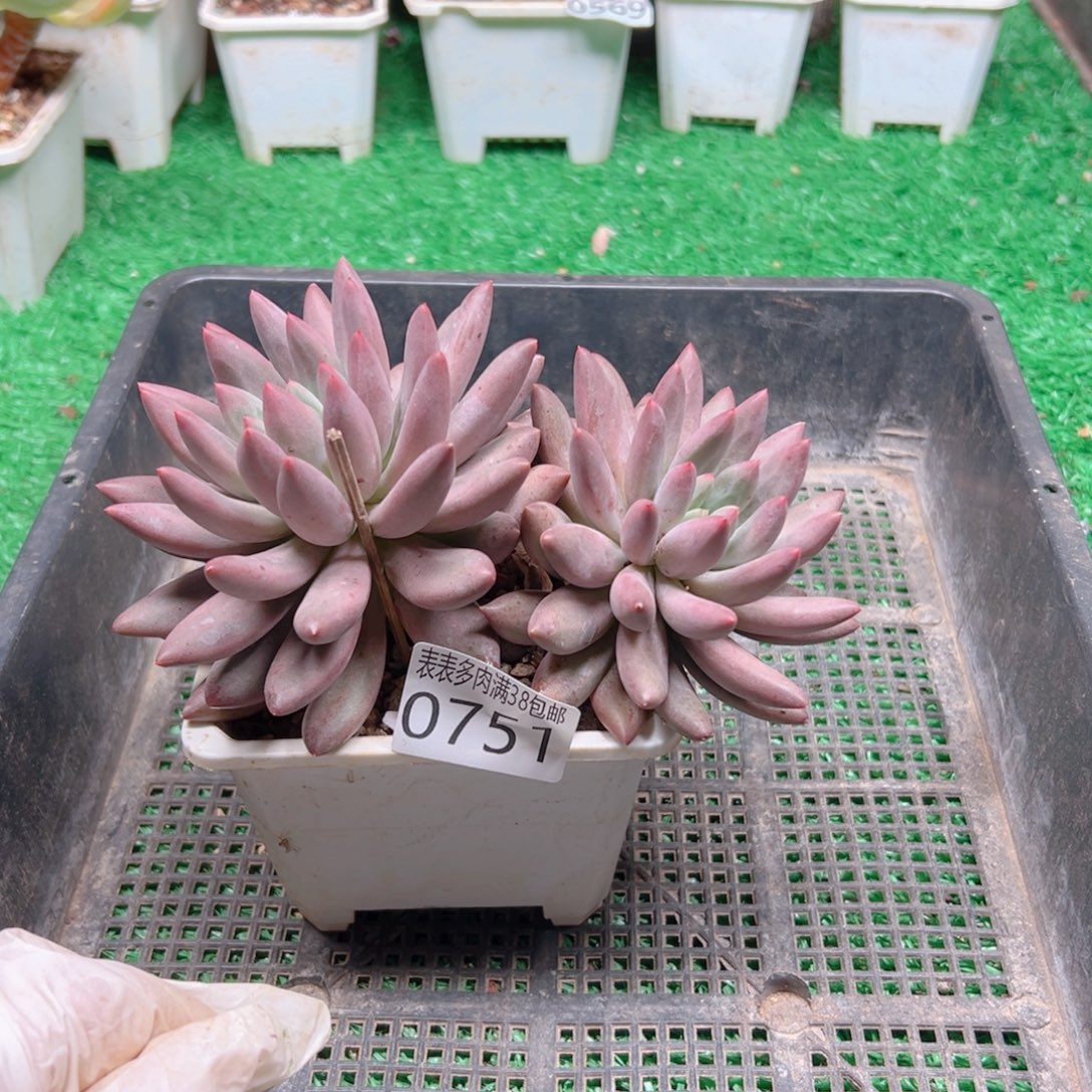 无花朵多肉一物一拍植物0751