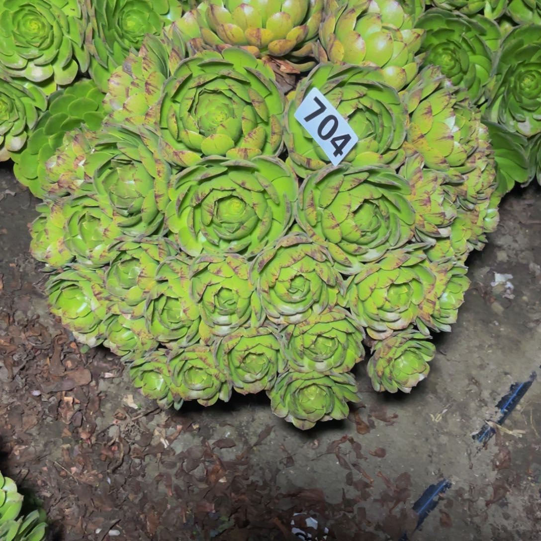 万拉丝14//17包邮