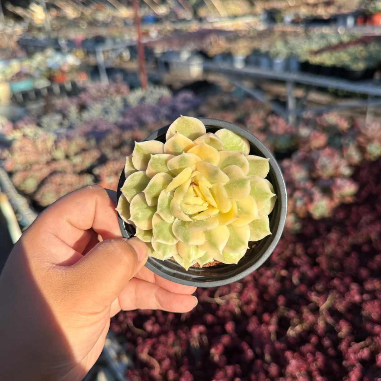 昂斯诺锦 9公分 只发新疆