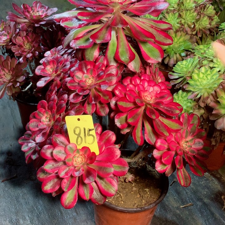 815香奈儿多肉一物一拍～