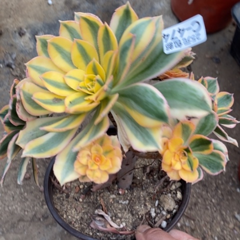 474灿烂满25包邮多肉