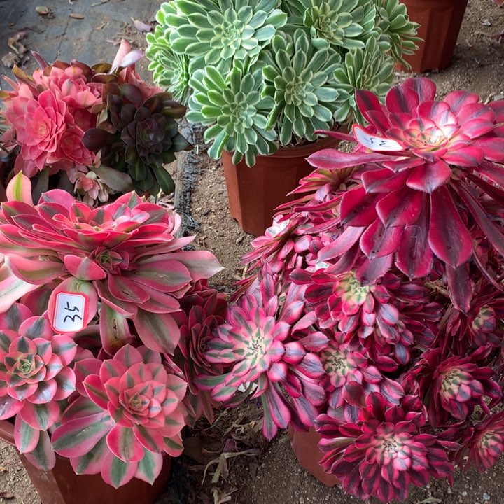 不包损35号红铜香妃老桩不包损