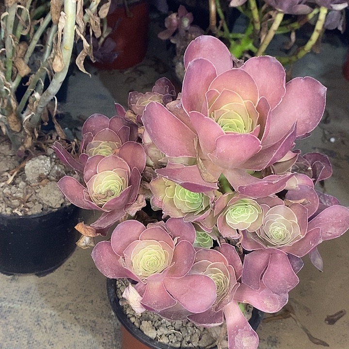 魅金玫瑰多肉植物006