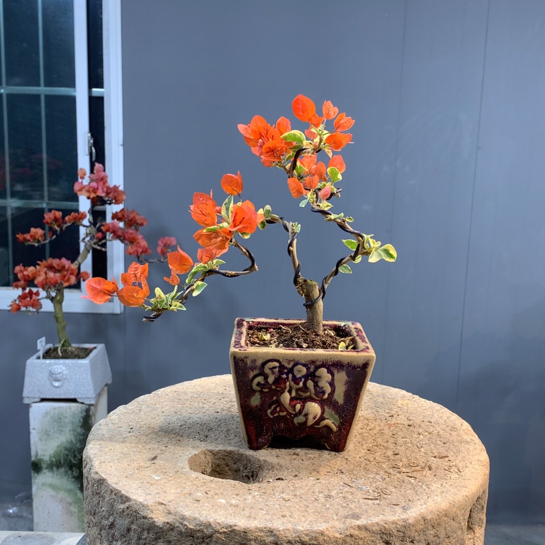 大量花朵（建议范围：8朵-15朵 或40%以上）