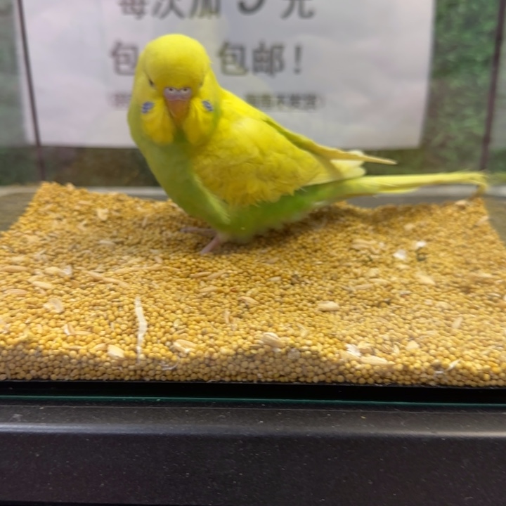 虎皮鹦鹉大头虎皮鹦鹉