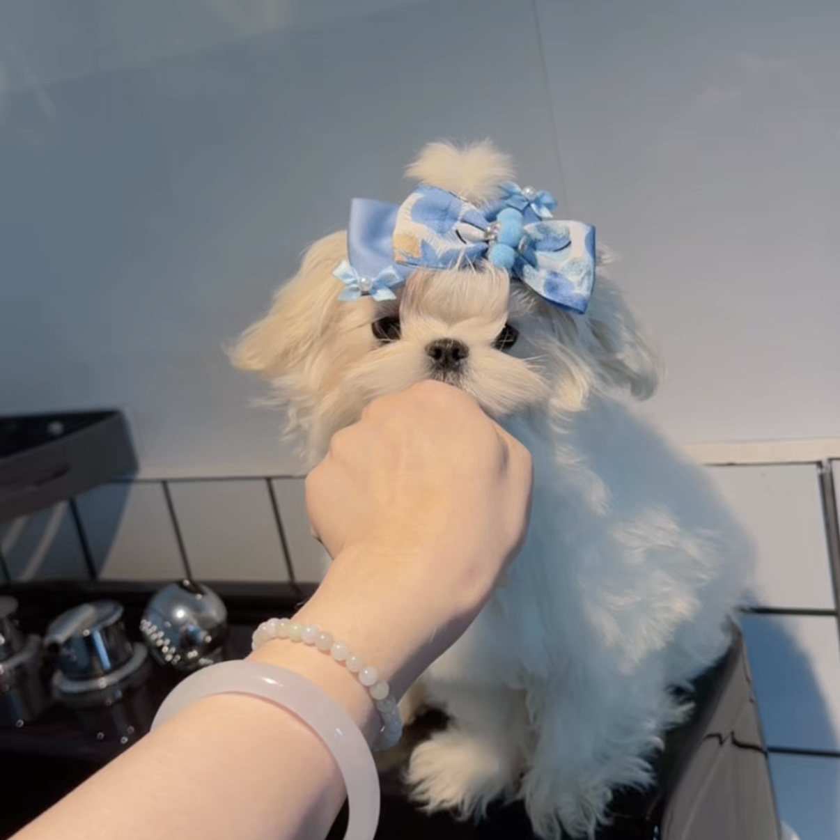 炸鸡 马尔济斯犬小体弟弟