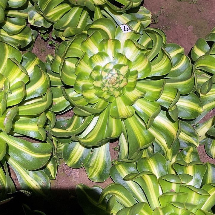 多肉植物法师666暴君