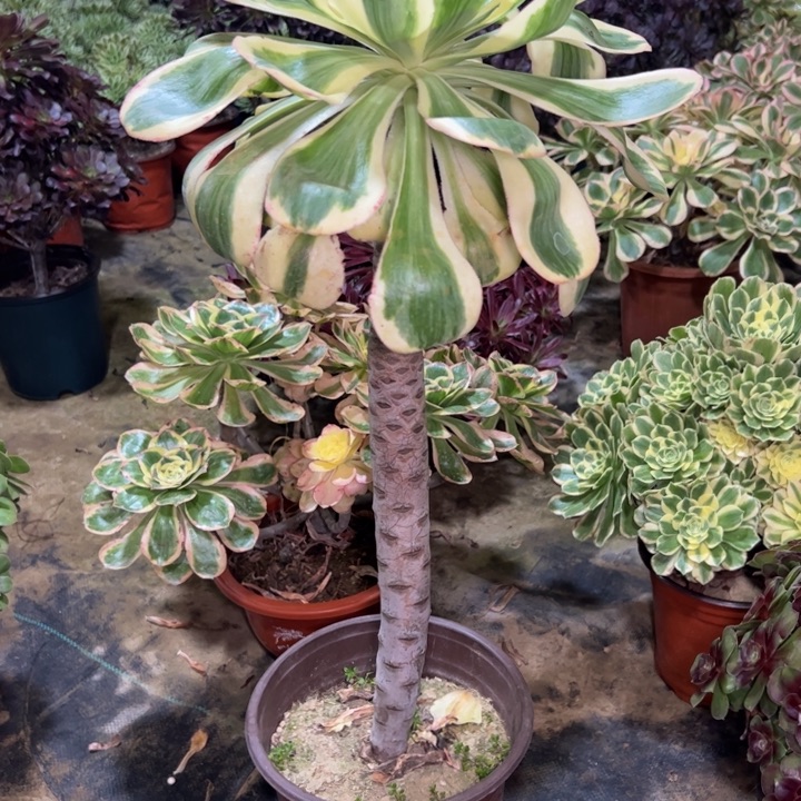 燕姿锦404多肉法师一物一拍