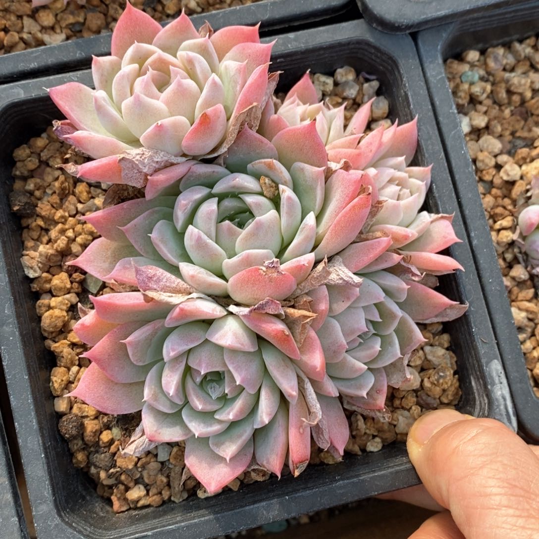 精品多肉一物一拍不包整38