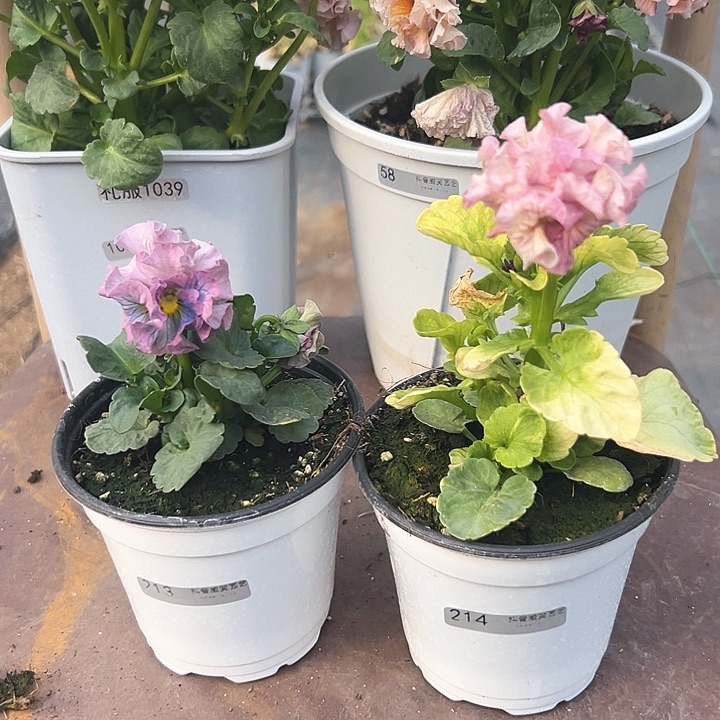 木抖音直播闪拍213/214