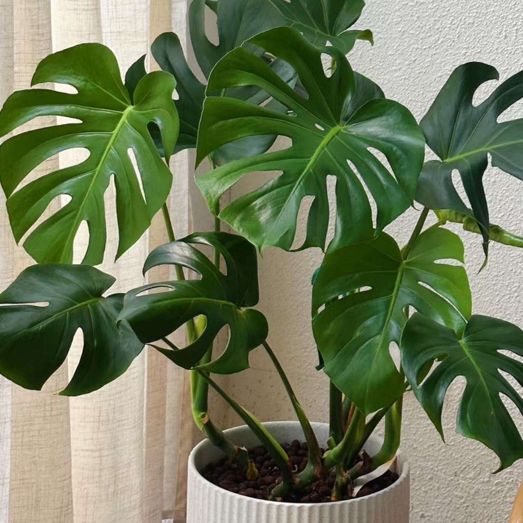 大叶龟背竹栽室内外通用水培土培四季常青净化空气