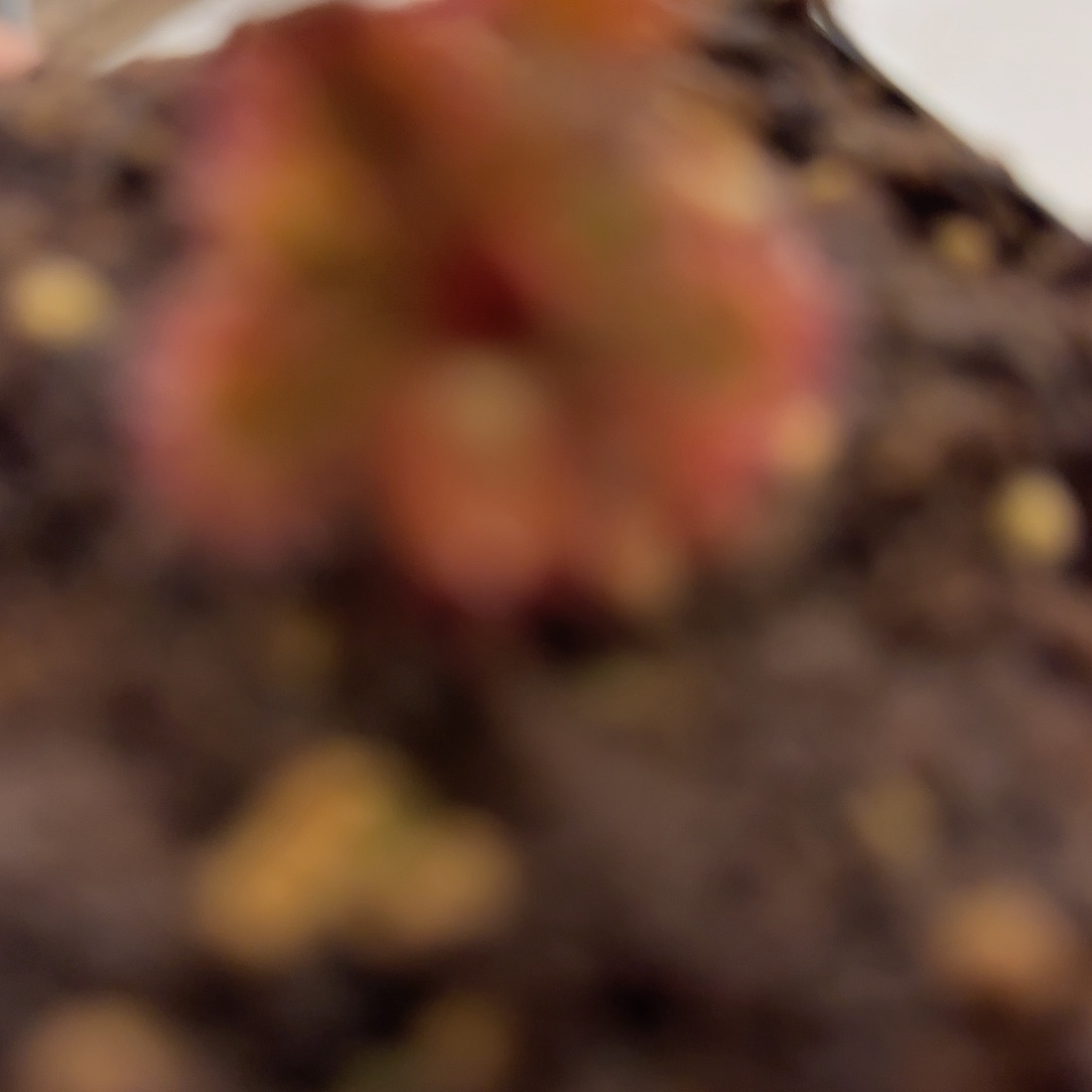 无花朵专拍茅膏菜