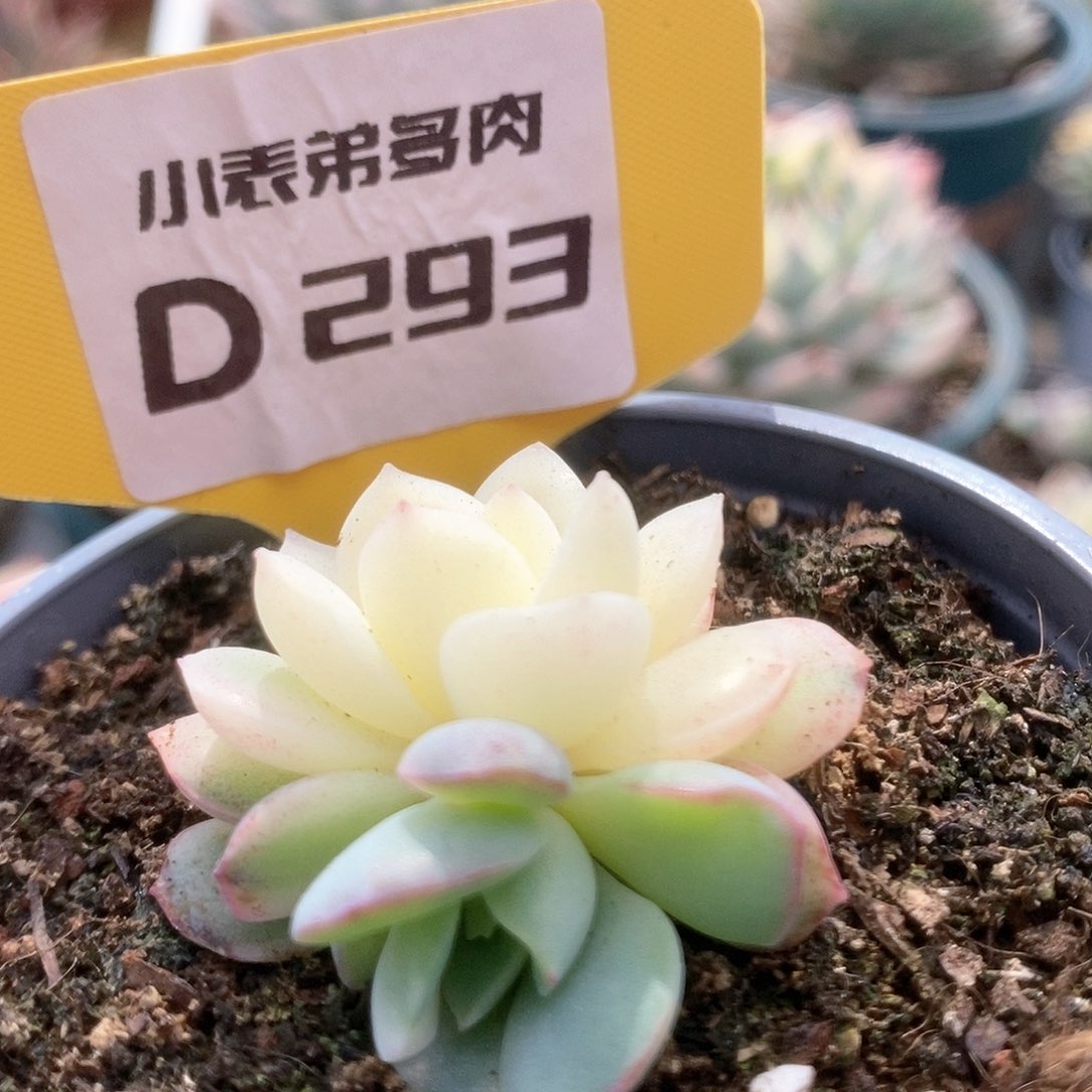 D293雨燕座锦锦锦锦锦锦锦锦