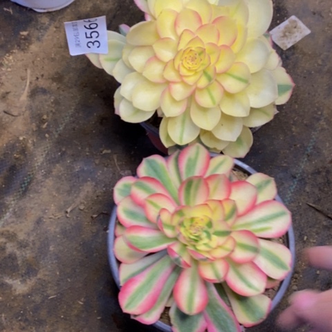 两盆多肉植物3566