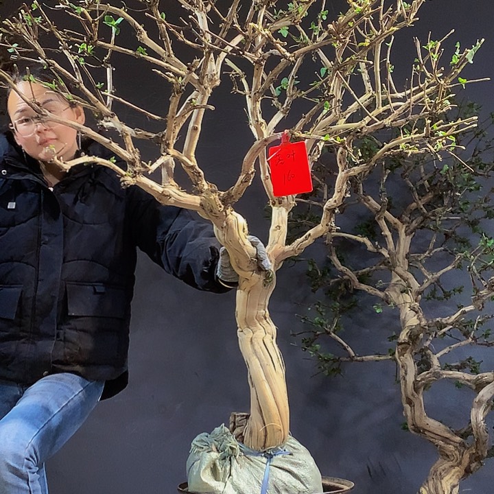 无花朵落**香金银花盆景老桩