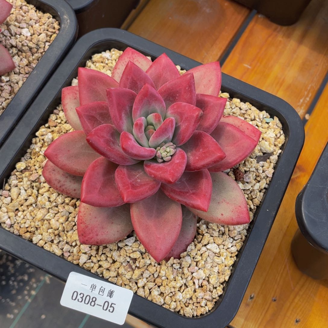 0308-05-赫菲斯托。。。。。。多肉