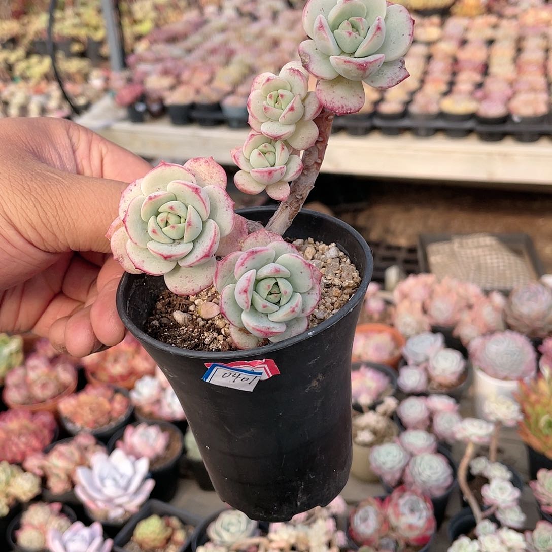 d****62416  香草  六月六