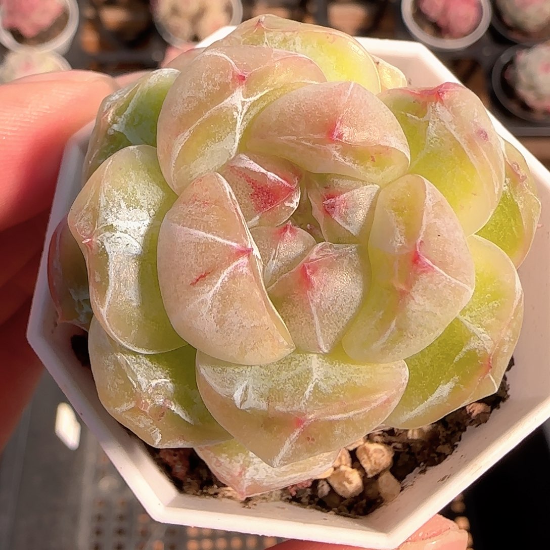 多肉1206-222钻石珍妮