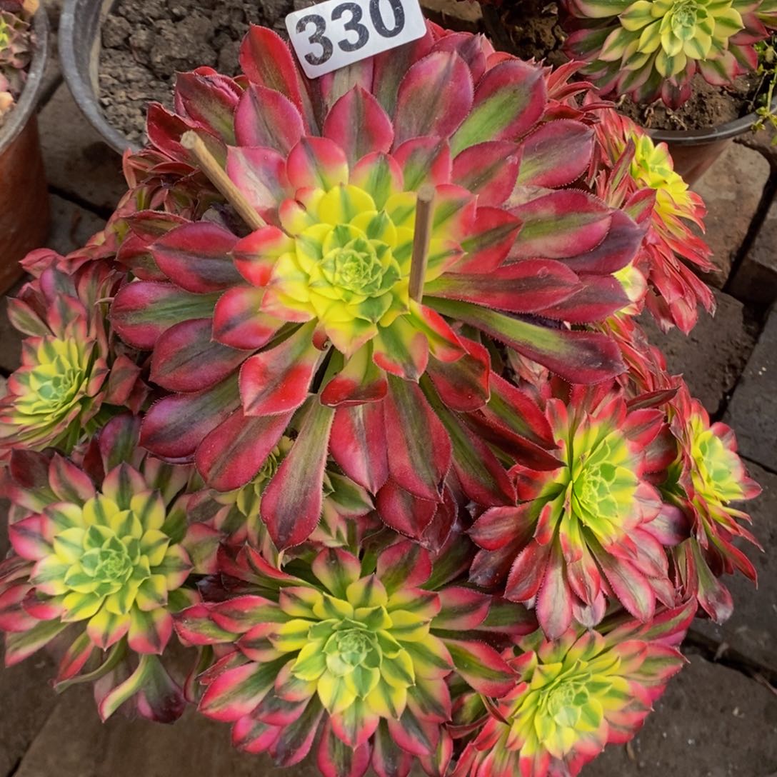 多肉植物法师锦系列